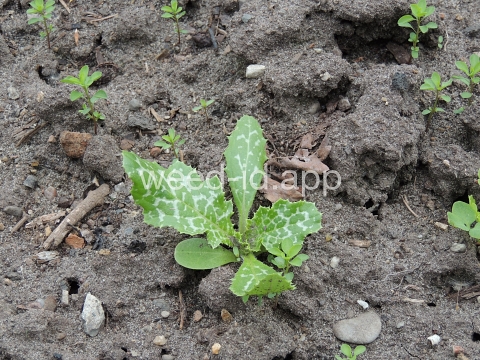 milkthistle, blessed